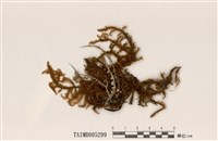 藏品(分枝石蕊)的圖片